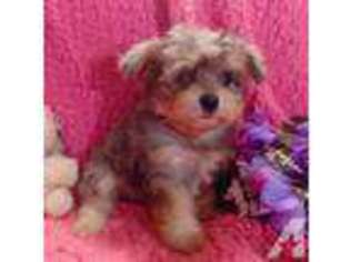 Chorkie Puppy for sale in BRASHEAR, TX, USA