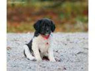 Brittany Puppy for sale in Jefferson, SD, USA