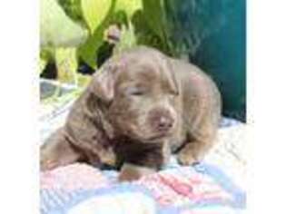 Labrador Retriever Puppy for sale in Lamar, MO, USA