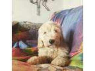 Goldendoodle Puppy for sale in Adrian, MI, USA