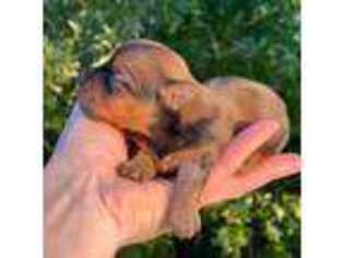 Yorkshire Terrier Puppy for sale in Weatherford, TX, USA