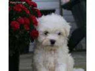 Bichon Frise Puppy for sale in Swanton, MD, USA