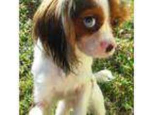 Cavalier King Charles Spaniel Puppy for sale in North Little Rock, AR, USA