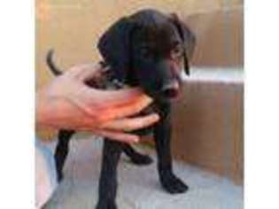 Labrador Retriever Puppy for sale in Tucson, AZ, USA