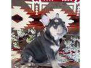 French Bulldog Puppy for sale in Pleasant Hill, MO, USA