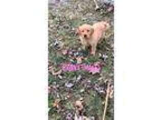 Golden Retriever Puppy for sale in Manchester, NY, USA