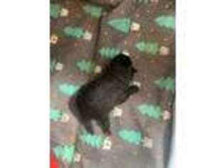 Pomeranian Puppy for sale in Port O Connor, TX, USA