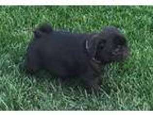 Pug Puppy for sale in Fort Lupton, CO, USA