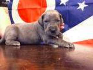 Great Dane Puppy for sale in Pickerington, OH, USA