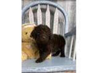 Goldendoodle Puppy for sale in Red House, WV, USA