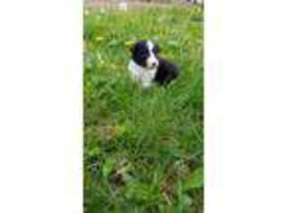 Border Collie Puppy for sale in Saint Louisville, OH, USA