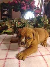 Olde English Bulldogge Puppy for sale in Sidney, OH, USA