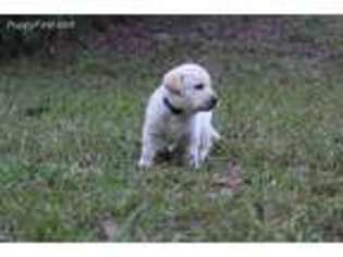 Labrador Retriever Puppy for sale in Campbellton, FL, USA