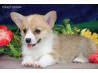 Pembroke Welsh Corgi Puppy for sale in New Holland, PA, USA