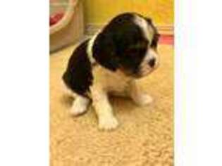 Cavalier King Charles Spaniel Puppy for sale in Carthage, MO, USA