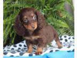 Dachshund Puppy for sale in Summerfield, NC, USA