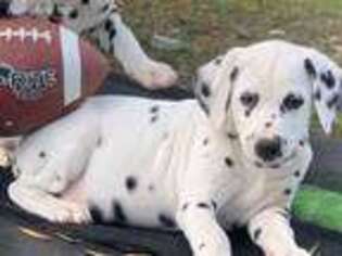 Dalmatian Puppy for sale in Sandpoint, ID, USA