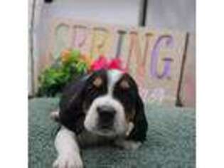 Basset Hound Puppy for sale in New Haven, IN, USA