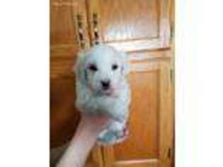 Coton de Tulear Puppy for sale in Treynor, IA, USA