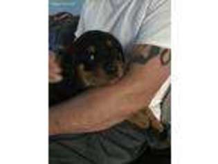 Rottweiler Puppy for sale in Chapel Hill, NC, USA