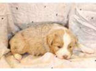 Australian Shepherd Puppy for sale in Oldtown, MD, USA
