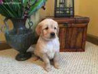 Golden Retriever Puppy for sale in Granville, OH, USA
