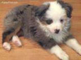 Miniature Australian Shepherd Puppy for sale in Center Ridge, AR, USA