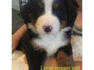 Bernese Mountain Dog Puppy for sale in Madill, OK, USA