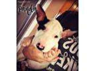 Bull Terrier Puppy for sale in Ceres, CA, USA