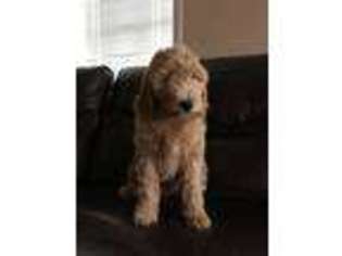 Goldendoodle Puppy for sale in Wickenburg, AZ, USA