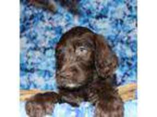 Mutt Puppy for sale in Callahan, FL, USA