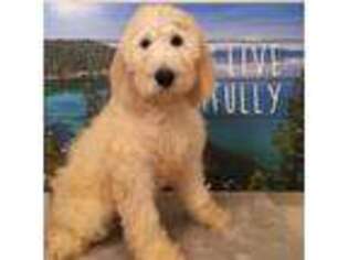 Goldendoodle Puppy for sale in Atlanta, GA, USA