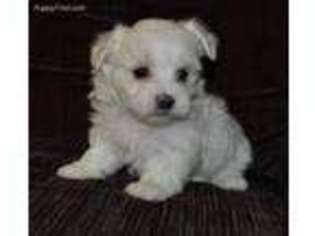 Maltese Puppy for sale in Atwood, IL, USA