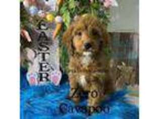 Mutt Puppy for sale in Ranger, GA, USA
