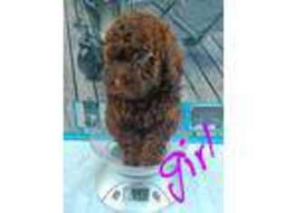 Mutt Puppy for sale in Corcoran, CA, USA