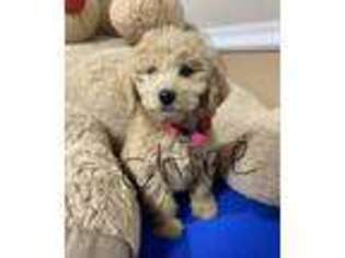 Goldendoodle Puppy for sale in Rocklin, CA, USA