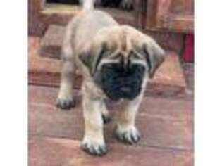 Mastiff Puppy for sale in La Veta, CO, USA