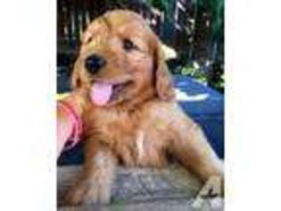 Goldendoodle Puppy for sale in CARLSBAD, CA, USA
