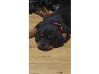 Rottweiler Puppy for sale in Winter Haven, FL, USA