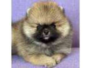 Pomeranian Puppy for sale in Blanchard, OK, USA