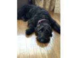 Labradoodle Puppy for sale in Athens, TX, USA