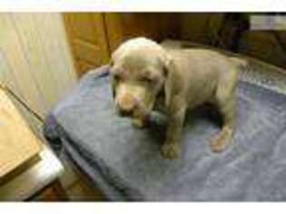 Weimaraner Puppy for sale in Columbus, OH, USA