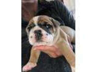 Bulldog Puppy for sale in Webster, IA, USA