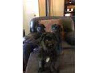 Mutt Puppy for sale in North Platte, NE, USA