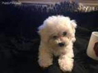 Bichon Frise Puppy for sale in Dickinson, TX, USA