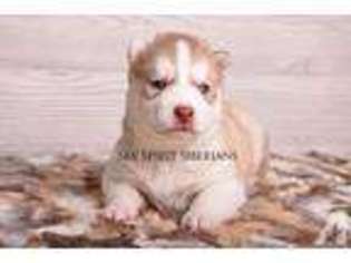 Siberian Husky Puppy for sale in ROCK ISLAND, IL, USA