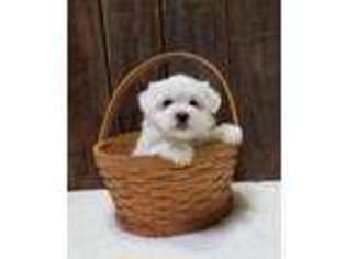 Maltese Puppy for sale in Sugarcreek, OH, USA