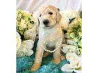 Goldendoodle Puppy for sale in Marshfield, MO, USA