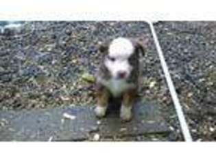Miniature Australian Shepherd Puppy for sale in Scappoose, OR, USA