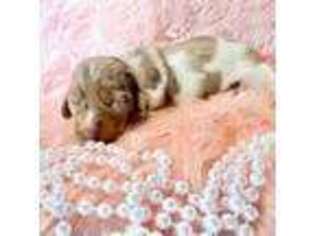 Dachshund Puppy for sale in Conyers, GA, USA